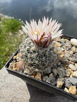 Preview: Gymnocactus saueri verduzcoi